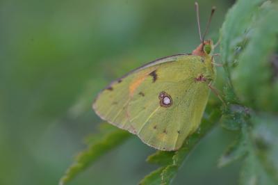 <i>Colias crocea</i>