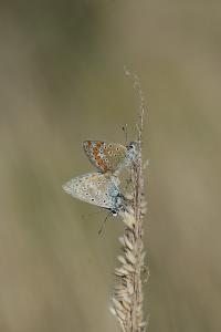 <i>Polyommatus icarus</i>