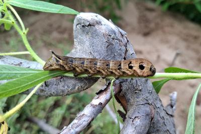 <i>Deilephila elpenor</i>