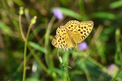 <i>Fabriciana adippe</i>