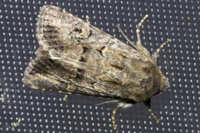 <i>Luperina testacea</i>
