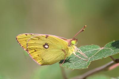 <i>Colias crocea</i>
