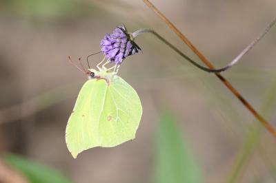 <i>Gonepteryx rhamni</i>