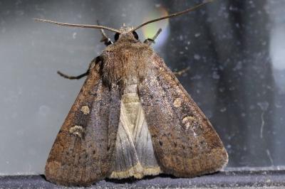 <i>Xestia xanthographa</i>