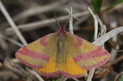 <i>Lythria cruentaria</i>