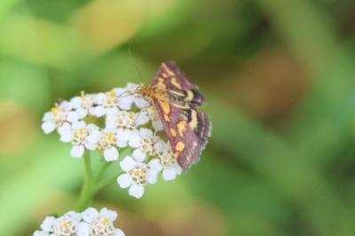 <i>Pyrausta purpuralis</i>