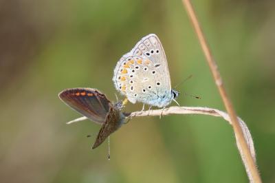 <i>Polyommatus icarus</i>