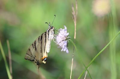 <i>Iphiclides podalirius</i>