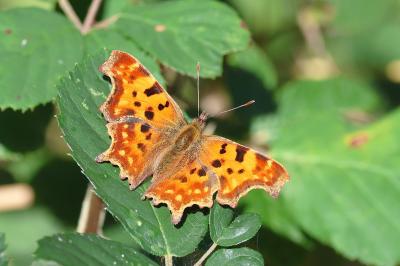 <i>Polygonia c-album</i>