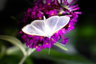 <i>Palpita vitrealis</i>