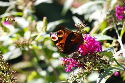 <i>Aglais io</i>