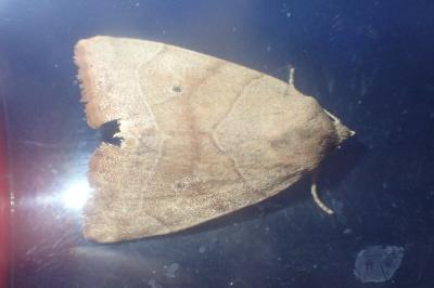 <i>Cosmia trapezina</i>