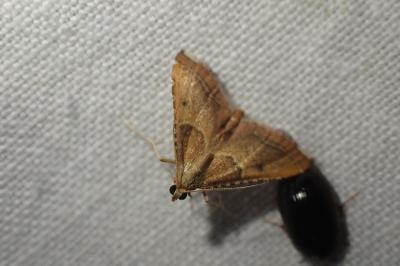 <i>Endotricha flammealis</i>