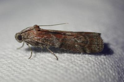 <i>Phycita roborella</i>
