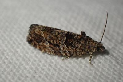 <i>Eudemis profundana</i>