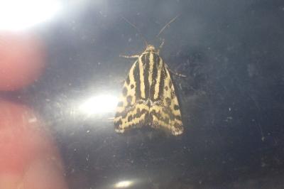 <i>Emmelia trabealis</i>