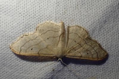 <i>Idaea aversata</i>