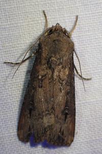 <i>Agrotis ipsilon</i>
