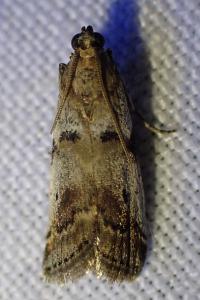 <i>Acrobasis glaucella</i>