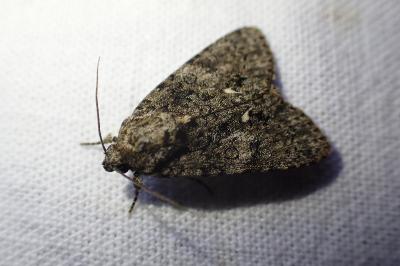 <i>Acronicta rumicis</i>