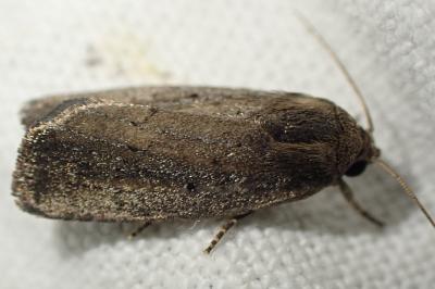 <i>Proxenus hospes</i>