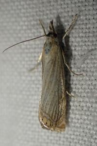 <i>Chrysoteuchia culmella</i>