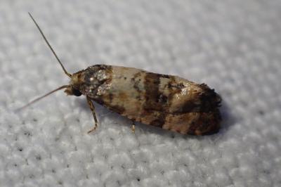 <i>Cochylis atricapitana</i>