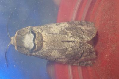 <i>Cossus cossus</i>