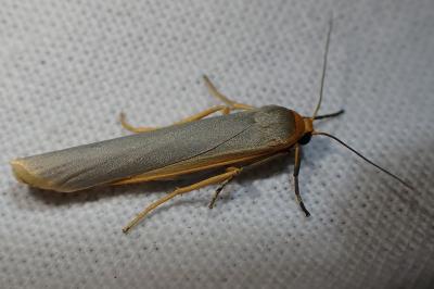<i>Manulea complana</i>