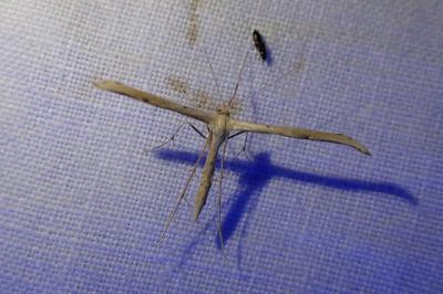 <i>Emmelina monodactyla</i>