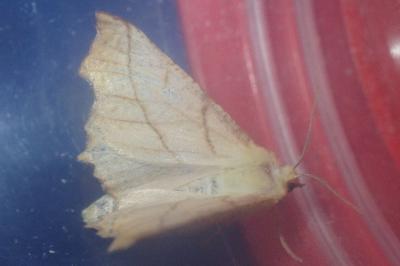 <i>Ennomos alniaria</i>