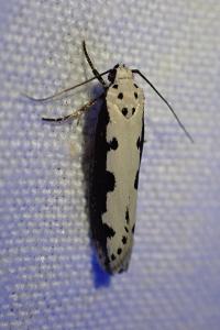 <i>Ethmia bipunctella</i>