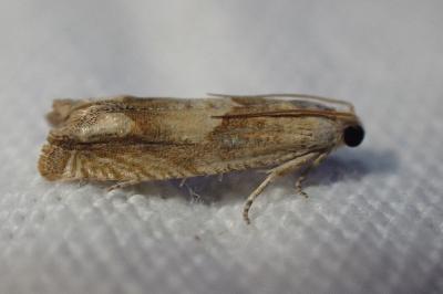 <i>Eucosma conterminana</i>