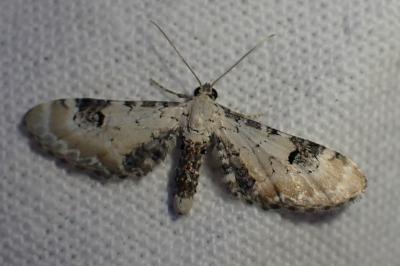 <i>Eupithecia centaureata</i>