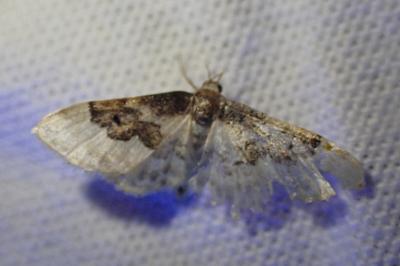 <i>Idaea rusticata</i>
