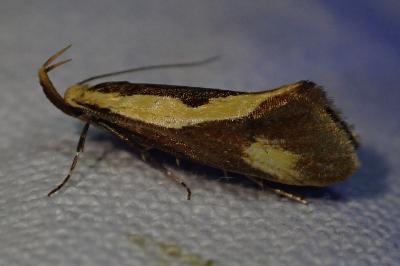 <i>Donacaula forficella</i>