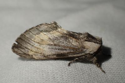 <i>Harpyia milhauseri</i>