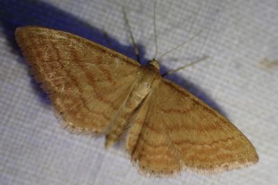 <i>Idaea ochrata</i>