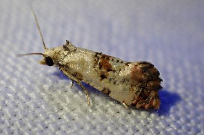 <i>Cochylis hybridella</i>