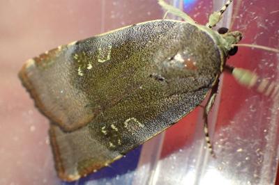 <i>Noctua janthe</i>
