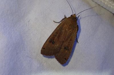 <i>Noctua pronuba</i>