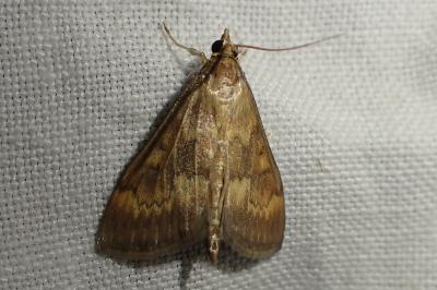 <i>Ostrinia nubilalis</i>