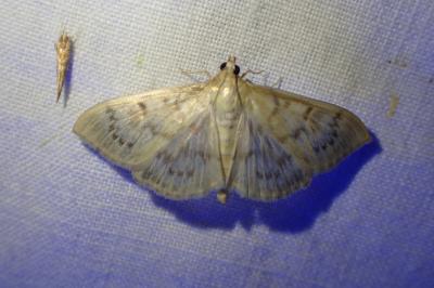 <i>Patania ruralis</i>