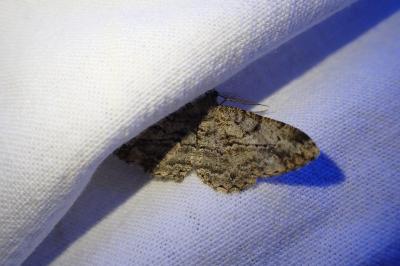 <i>Peribatodes rhomboidaria</i>
