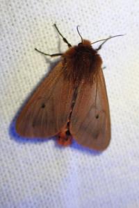 <i>Phragmatobia fuliginosa</i>