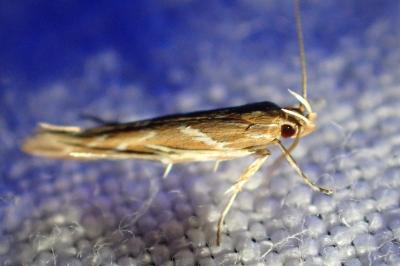 <i>Pyroderces argyrogrammos</i>