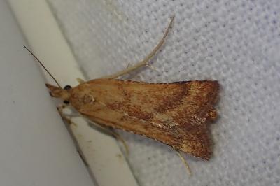 <i>Synaphe punctalis</i>