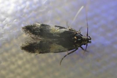 <i>Teleiodes luculella</i>