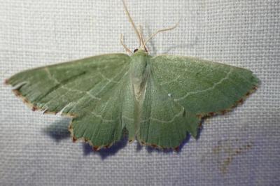 <i>Thalera fimbrialis</i>