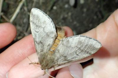 <i>Thaumetopoea pityocampa</i>